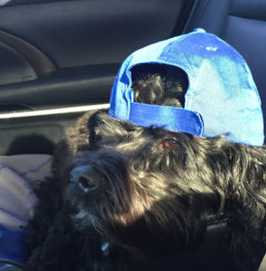 Meet your Posher, Kohen